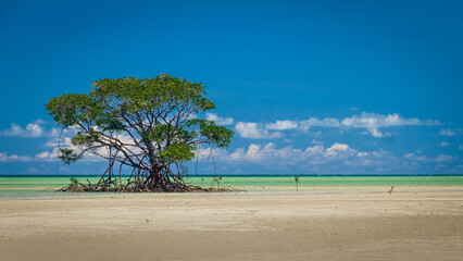 mangrove tree on the beach in the tropics