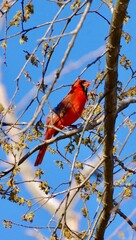 Cardinal Perched in a Tree