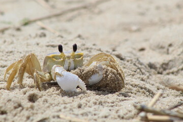 crab on the sand