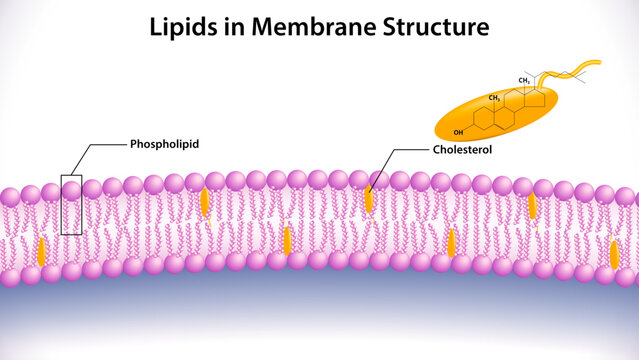 Lipids in Membrane Structure - Lipid Bilayer - Cholesterol Structure Formula - Jpg format - Medical Illustration