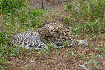 Fototapeta na wymiar Young Female Leopard with Diamond Droplets of Rain in her Fur