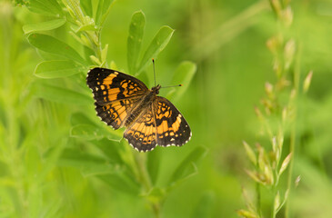 Pearl Crescent