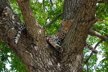 Obraz premium Leopard sleeping in the Branches of a Tree