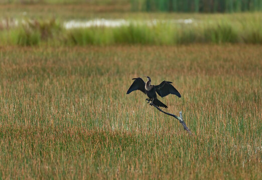 anhinga sunning