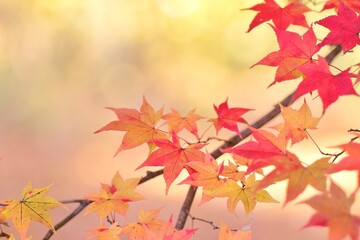 北海道の紅葉