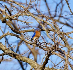 Vibrant Missouri Blue Bird 