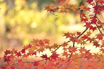 autumn leaves background