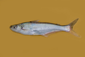 
Eutropiichthys vacha, 