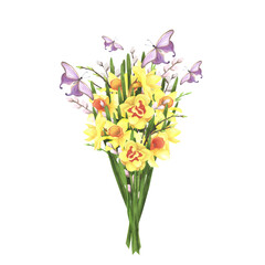 daffodil bouquet with willow and butterfly on white. Watercolor hand drawing illustration. Art for decoration and design