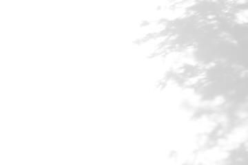abstract blur of shadow leaf on white wall background