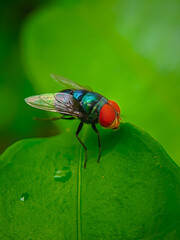 fly on leaf