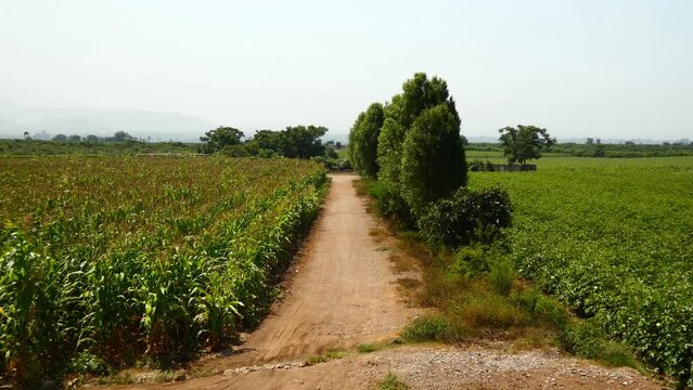 A dirt path lined with trees separates two agricultural fields, on the left is a corn field and on the right is a field of cotton plants. In the horizon are more farms and trees. Located in Peru.