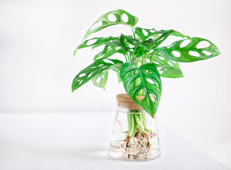 Monstera adansonii (Monstera Obliqua Miq) "Monkey leaf" swiss cheese plant in transparent hydroponic flower pot water planting on white wooden background. Home decoration, space for your text.. © Ben_24
