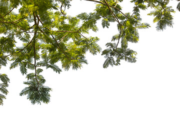 leaves isolated on white