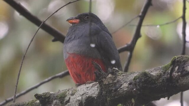 A black-tailed trogon resting on a thick branch of a tree in the rain