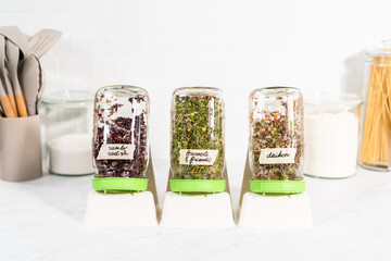 Growing sprouts in a jar