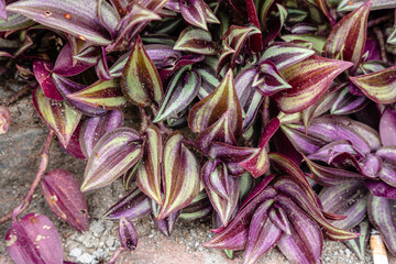 Tradescantia zebrina, formerly known as Zebrina pendula, is a species of creeping plant in the Tradescantia genus. Common names include silver inch plant and wandering Jew.