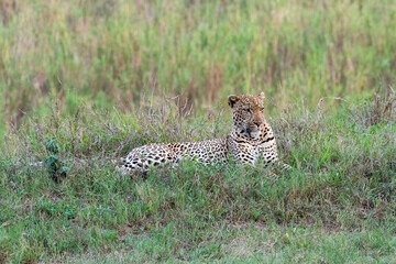 Leopard Male lies in the Grass near the Sand River