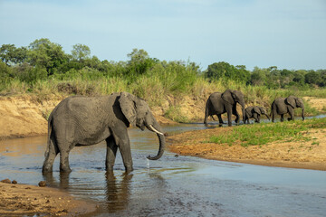 Fototapeta na wymiar Elephants crossing the Sand River in South Africa
