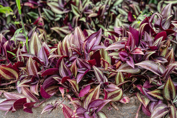 Fototapeta na wymiar Tradescantia zebrina, formerly known as Zebrina pendula, is a species of creeping plant in the Tradescantia genus. Common names include silver inch plant and wandering Jew.