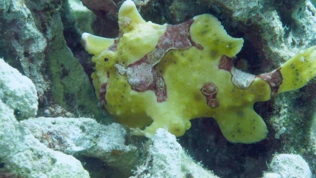 A yellow frog fish or angler fish is floating underwater looking for food. The anglerfish are fish of the teleost order Lophiiformes. They are bony fish named for its characteristic mode of predation.