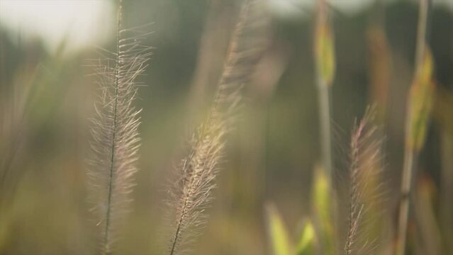 A close up shot of the flowers of Sewan Grass in a field, swaying back and forth in a light afternoon breeze during sunset, Panjim, India 