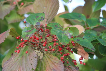 「ガマズミ」の赤い実と枝葉