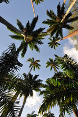 Obraz na płótnie Canvas Palm tree and blue sky