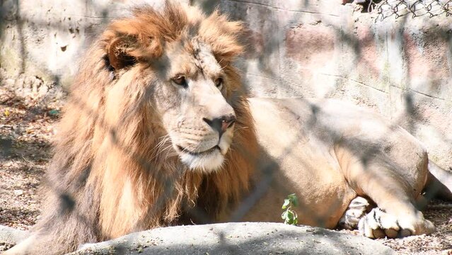Young rebel lion inside a zoological park staring at the visitors