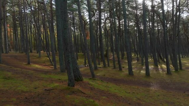 A pine forest through which the sun's rays penetrate on a calm autumn evening.