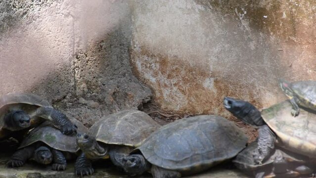 A group of turtles in as zoological park,