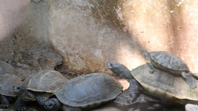 Many turtles have gathered on a bank turtles take a break from swimming and basking in the sun