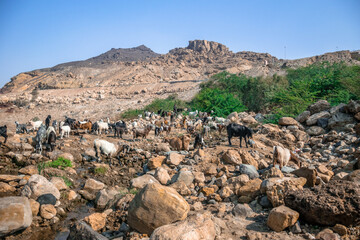 kozy na skałach © DawidFastMan