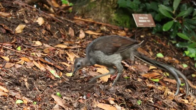 A male Lyre Bird calling out this is a small Native Australian Bird, know for its digging and its colorful tail this bird is digging in undergrwoth for food
