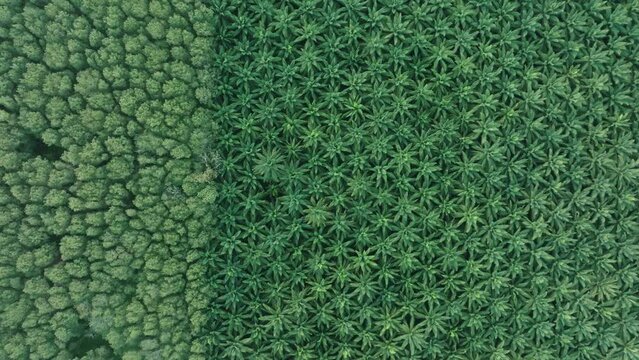 Top view aerial shot of the palm grove in the morning,palm grove and shadows from palm trees,Amazing nature trees background