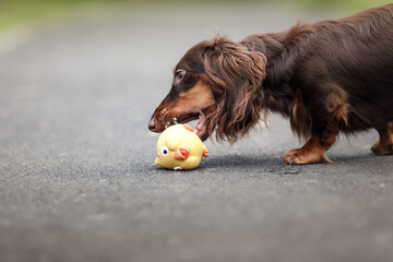 Chocolate longhaired dachshund in nature playing with toy. Beautiful dog in the park