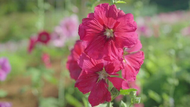 Close up of Alcea setosa, red flowers also known as the bristly hollyhock blooming in the garden