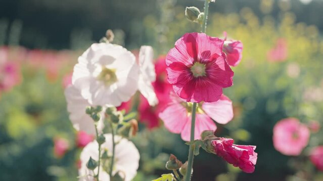 Beautiful Alcea setosa, red and white colors flowers also known as the bristly hollyhock blooming in the garden