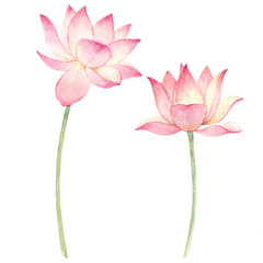 Beautiful floral stock illustration with hand drawn watercolor Lotus flower. Clip art.