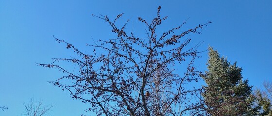 Bare Sky and Perched Robins 