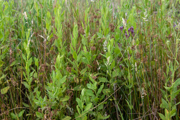 Wild grass in a meadow for background use