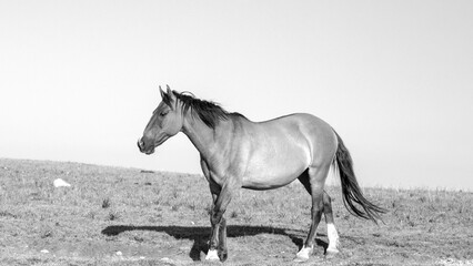 Obraz na płótnie Canvas Buckskin wild horse mare in the central Rocky Mountains of the american west United States - black and white