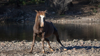 Liver chestnut wild horse stallion shaking off dust and dirt while  getting up from rolling in the gravel at the Salt River in Arizona United States