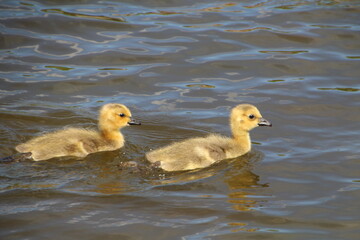 young geese on the lake