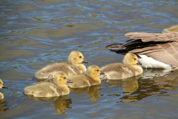 duck and ducklings