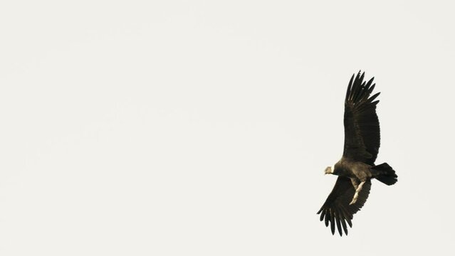 Adult andean condor in flight showing its huge wingspan. Slow motion, 4k. Andes mountains