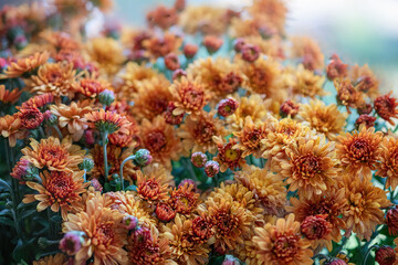 Fototapeta na wymiar lots of beautiful delicate autumn brown chrysanthemum flowers, selective focus