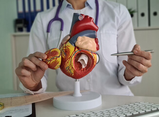 Cardiologist doctor shows structure of heart on artificial model closeup