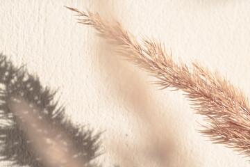 A branch of dry pampas grass against a wall indoors, macro. Delicate natural background in pastel,...