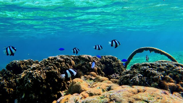 Whitetail Dascyllus and Blue Fishes Swimming Under The Sea. - underwater